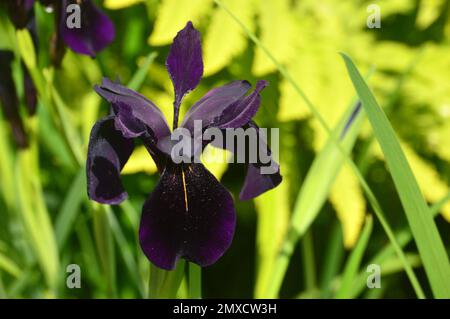 Single Black-Violet Iris Chrysographes „Black-Flowered“ (Black Iris) Blume, die bei RHS Garden Harlow Carr, Harrogate, Yorkshire, England, Großbritannien, angebaut wird. Stockfoto