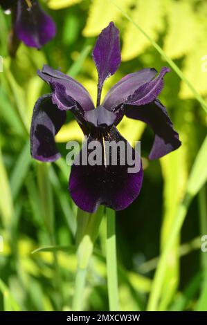 Single Black-Violet Iris Chrysographes „Black-Flowered“ (Black Iris) Blume, die bei RHS Garden Harlow Carr, Harrogate, Yorkshire, England, Großbritannien, angebaut wird. Stockfoto