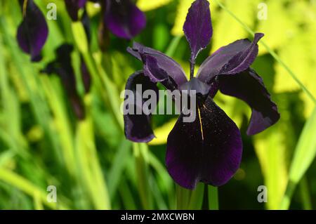 Single Black-Violet Iris Chrysographes „Black-Flowered“ (Black Iris) Blume, die bei RHS Garden Harlow Carr, Harrogate, Yorkshire, England, Großbritannien, angebaut wird. Stockfoto