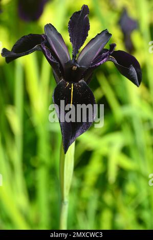 Single Black-Violet Iris Chrysographes „Black-Flowered“ (Black Iris) Blume, die bei RHS Garden Harlow Carr, Harrogate, Yorkshire, England, Großbritannien, angebaut wird. Stockfoto