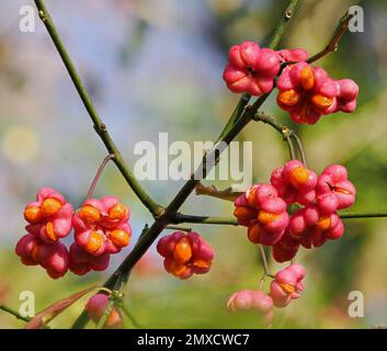 Markante rosa-orangefarbene Früchte des Spindelbaums Euonymus europaeus, der an einem Waldrand in Somerset UK wächst Stockfoto