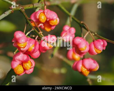 Markante rosa-orangefarbene Früchte des Spindelbaums Euonymus europaeus, der an einem Waldrand in Somerset UK wächst Stockfoto