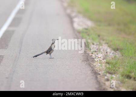 Ein größerer Roadrunner (Geococcyx californianus) auf einer Straße in Texas. Stockfoto