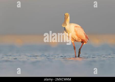 Rosenlöffel (Platalea ajaja) an der Küste von Texas South Padre Island. Stockfoto