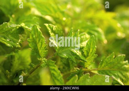 Nahaufnahme von Tomatenkeimlingen mit Wassertropfen auf unscharfem Hintergrund Stockfoto