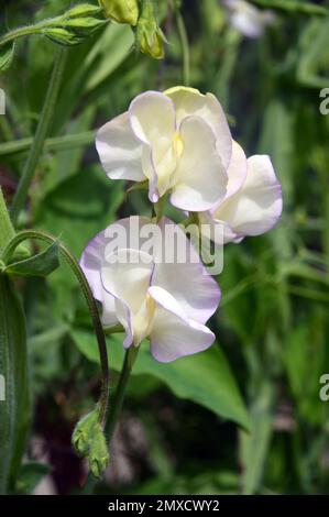 Creamy White/Violet Rim Sweet erba „Lathyrus odoratus“ (Kings High Duft), angebaut bei RHS Garden Harlow Carr, Harrogate, Yorkshire, England, Großbritannien. Stockfoto