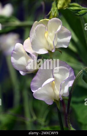 Creamy White/Violet Rim Sweet erba „Lathyrus odoratus“ (Kings High Duft), angebaut bei RHS Garden Harlow Carr, Harrogate, Yorkshire, England, Großbritannien. Stockfoto