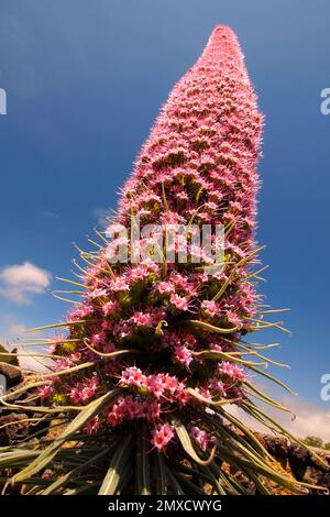 Tajinaste rosado, Echium wildpretii trichosyphon, Nationalpark Caldera de Taburiente, Biosphärenreservat, ZEPA, LIC, La Palma, Kanarische Inseln, Spanien, Stockfoto