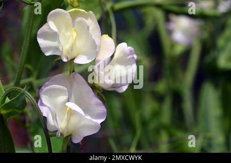 Creamy White/Violet Rim Sweet erba „Lathyrus odoratus“ (Kings High Duft), angebaut bei RHS Garden Harlow Carr, Harrogate, Yorkshire, England, Großbritannien. Stockfoto