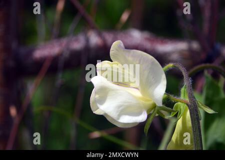 Creamy White/Violet Rim Sweet erba „Lathyrus odoratus“ (Kings High Duft), angebaut bei RHS Garden Harlow Carr, Harrogate, Yorkshire, England, Großbritannien. Stockfoto