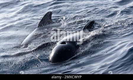 Langflossene Pilotenwale, globalmelas, Naturpark El Estrecho, Straße von Gibraltar, Tarifa, Provinz Cádiz, Andalucía, Spanien, Europa Stockfoto