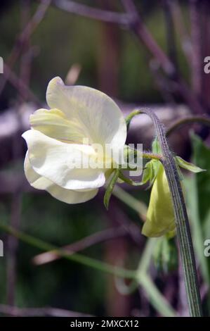 Creamy White/Violet Rim Sweet erba „Lathyrus odoratus“ (Kings High Duft), angebaut bei RHS Garden Harlow Carr, Harrogate, Yorkshire, England, Großbritannien. Stockfoto