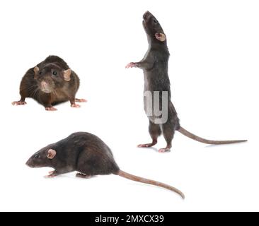 Set of cute little rats on white background Stockfoto