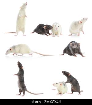 Set of cute little rats on white background Stockfoto