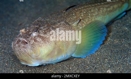 Stargazer, Uranoscopus scaber, Cabo Cope Puntas del Calnegre Regional Park, Mittelmeer, Murcia, Spanien, Europa Stockfoto