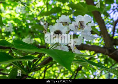 Catalpa Tree ist ein dekorativer Baum, der aufgrund seiner prunkvollen, duftenden Blumen und des wunderschönen Laubs im Landschaftsbau verwendet wird. Stockfoto