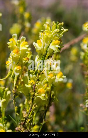 Linaria vulgaris, die Namen sind gemeiner Karottenflachs, gelber Karottenflachs oder Butter und Eier, die im Sommer blühen. Stockfoto