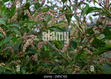 Farbenfrohe Persicaria longiseta, eine blühende Pflanze in der Knotweed-Familie. Stockfoto