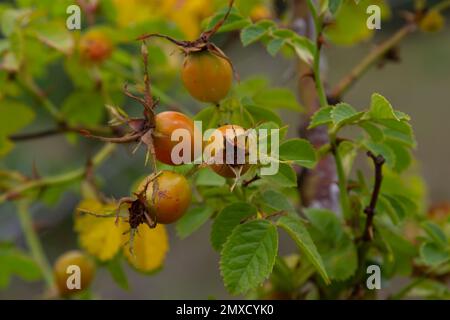 Rosa canina ist eine mehrjährige Pflanze der Rosenfamilie, ein hoher Busch mit steif hängenden Ästen, die mit starken Hakenbeinen bedeckt sind. Vitamin, medizinisch Stockfoto