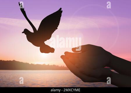 Eine Frau lässt den Vogel bei Sonnenuntergang in der Nähe des Flusses frei, Nahaufnahme. Freiheitskonzept Stockfoto