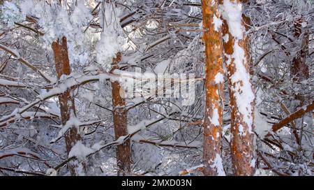 Snowy Pines, Scots Pine, Pinus sylvestris, Sierra de Guadarrama National Park, Segovia, Kastilien Leon, Spanien, Europa Stockfoto