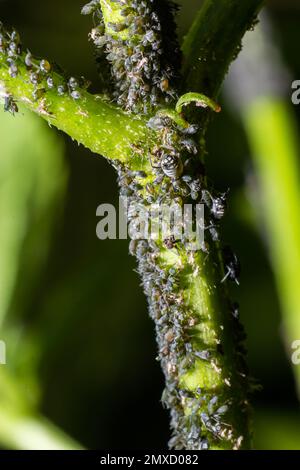 Blattläuse, Pflanzenläuse, Grünfliegen, Schwarzfliegen oder Weißfliegen, Cinara palaestinensis, Die Aleppo-Kiefer-Blattlaus, Hemiptera Aphididae. Stockfoto