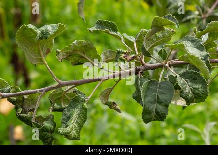 Rosige Apfelblattläuse, Dysaphis devecta, Apfelpest. Detail des betroffenen Blatts. Stockfoto