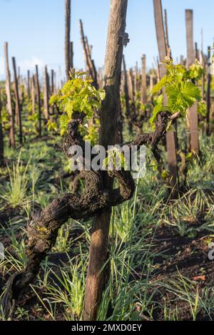 Alte Weinreben in einem Weinberg hoch oben auf dem Ätna, Sizilien, nach dem traditionellen lokalen „Alberello“- oder „Head-trainiert“-System geschnitten Stockfoto