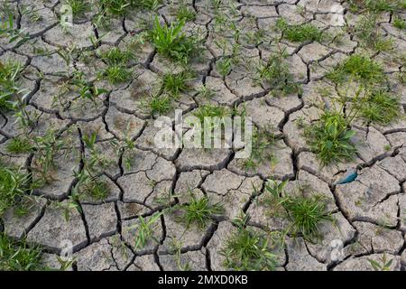 Das Konzept der ökologischen Restaurierung das Wachstum der Sämlinge auf Risse im Boden, Risse im Boden in der trockenen Jahreszeit, die durch die globale Erwärmung verursacht betroffenen Cli Stockfoto