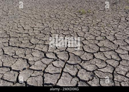 Das Konzept der ökologischen Restaurierung das Wachstum der Sämlinge auf Risse im Boden, Risse im Boden in der trockenen Jahreszeit, die durch die globale Erwärmung verursacht betroffenen Cli Stockfoto