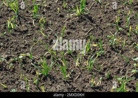 Junge Sprossen von gekeimtem Weizen auf offenem Boden. Ackerbau auf einem Feld. Stockfoto