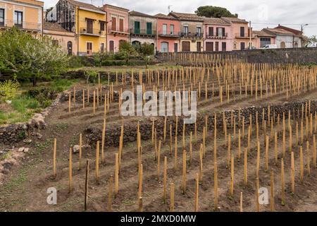 Pflöcke für Weinreben werden nach der traditionellen lokalen „Alberello“-Methode im sizilianischen Dorf Milo, hoch oben an den Hängen des Ätna, ausgebildet Stockfoto