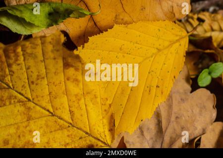 Makrofoto eines gelben Blattes, farbenfrohes Herbstlaub. Nahaufnahme der goldgelben Blattstruktur. Makrofotografie. Stockfoto