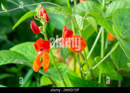 Wunderschöne Blumen von Runner Bean Plant Phaseolus coccineus, die im Garten wachsen. Stockfoto