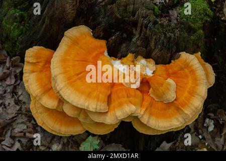 Der schwefelgelbe Tinder Latin Laetiporus sulureus ist ein Pilz, der auf einem Baum wächst, einem gelblichen Pilz. Stockfoto