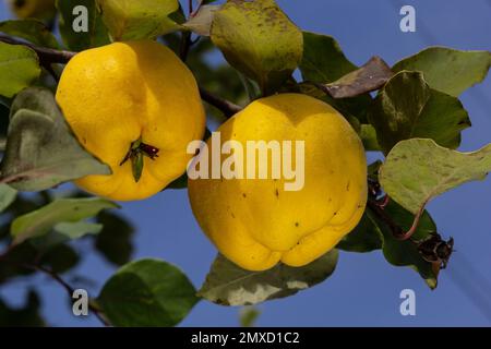 Viele reife Birnenquitten, aus der Nähe. Im Herbstgarten wachsen sonnige gelbe Quittenbirnen auf Quittenbäumen mit grünem Laub. Stockfoto