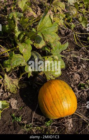 Buttercup-Kürbis - grüner süßer Kürbis im Garten, Bauernhof. Kürbis pflanzt den Garten. Stockfoto