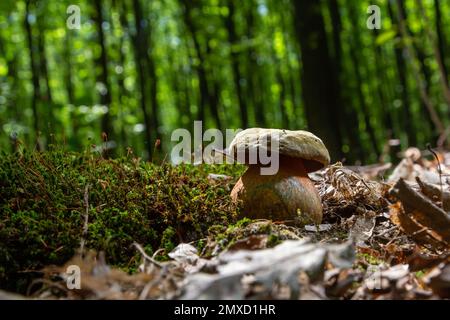 Pilze des Boletus erythopus oder Neoboletus luridiformis im Wald, der in der Herbstsaison auf Grüngras und nassem Boden wächst. Boletus luridiform Stockfoto