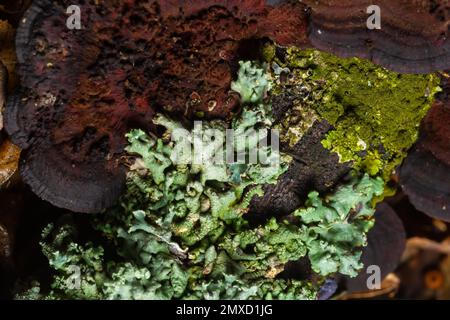 Lichen - Parmotrema reticulatum wachsende Stämme. Stockfoto