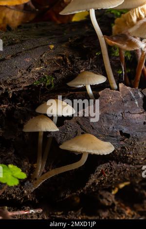 Magische Pilze, die auf Moos wachsen. Wahrscheinlich Mycena galericulata. Stockfoto