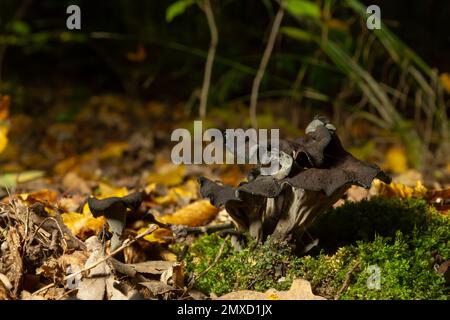 Schwarzer Trompetenpilz, Horn of Plenty, Caterellus cornucopioides, in üppigem Moos im Wald. Stockfoto