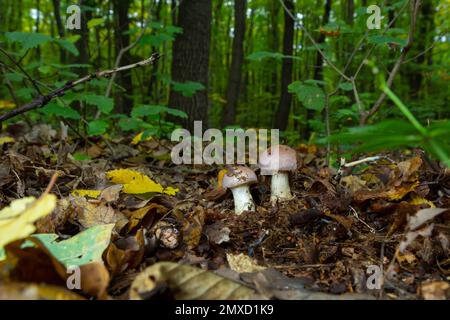 Kleine Gassy Webcap, Cortinarius traganus, giftige Pilze in Waldnahaufnahmen, selektiver Fokus, flacher Freiheitsgrad. Stockfoto