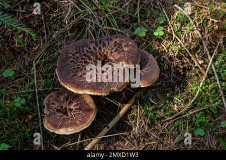 Sarcodon imbricatus, gemeinhin bekannt als schindeliger Igel oder schuppiger Zahn. Stockfoto