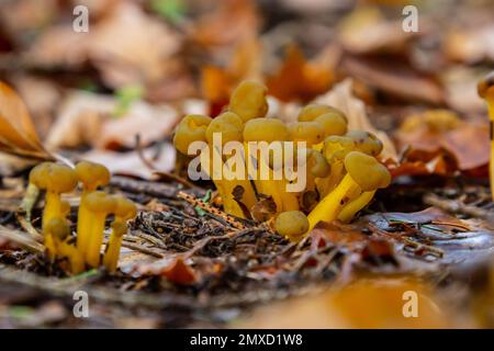 Gelee-Babys, Leotia Gleitmittel wachsen in feuchter Umgebung. Stockfoto