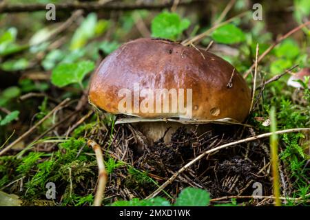 Schöne Boletus edulis Pilz Banner in erstaunlichen grünen Moos. Alte magische Wald Pilze Hintergrund. Weißer Pilz an sonnigen Tagen. Stockfoto