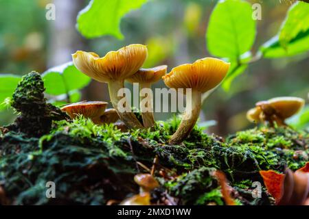 Gymnopilus penetrans, bekannt als Common Rustgill, wilde Pilze. Stockfoto