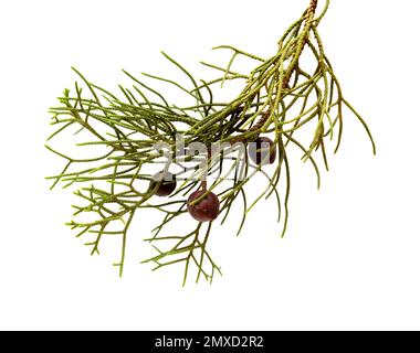 Flora von Gran Canaria - Zweig von Juniperus phoenicea, der phönischen Wacholder, isoliert auf weißem Hintergrund Stockfoto