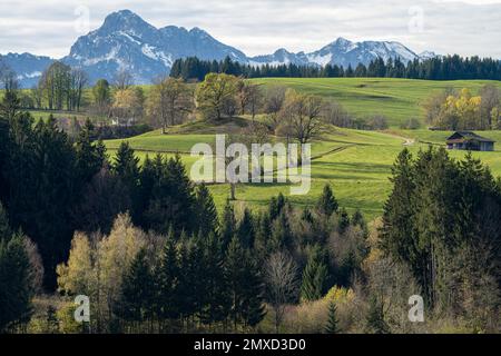 Hügelige Wiese und Waldlandschaft, Ammergaualpen im Hintergrund, Deutschland, Bayern, Saulgrub Stockfoto