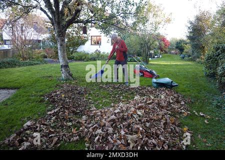 Mann, der Blätter vor dem letzten Rasenschnitt im Garten in Deutschland harkt Stockfoto