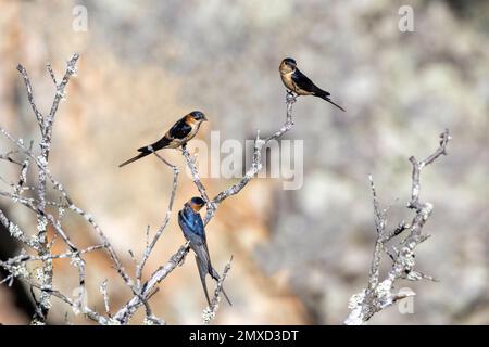 Schwalbe mit rotem Rumpf (Hirundo daurica, Cecropis daurica), drei Vögel auf einem toten Baum, Spanien, Extremadura, Monfrague-Nationalpark Stockfoto